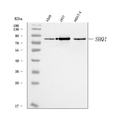 Anti-SHQ1 Antibody Picoband® Boster Bio