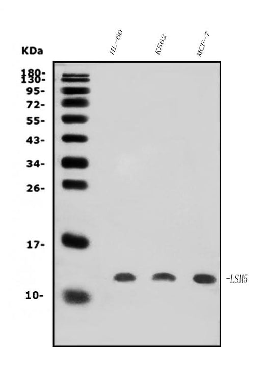 Anti-LSM5 Antibody Picoband® Boster Bio