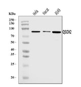 Anti-QSOX2 Antibody Picoband® Boster Bio