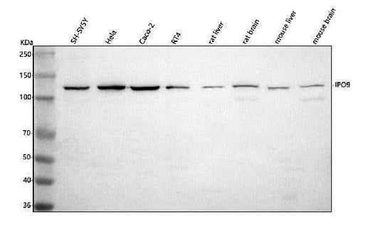 Anti-IPO9 Antibody Picoband® Boster Bio