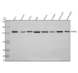 Anti-SFMBT2 Antibody Picoband® Boster Bio