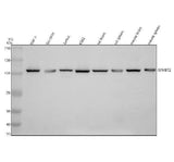 Anti-SFMBT2 Antibody Picoband® Boster Bio