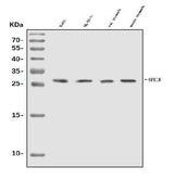 Anti-Uroplakin Ib/UPIb Antibody Picoband® Boster Bio