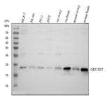 Anti-NDUFB7 Antibody Picoband® Boster Bio