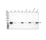 Anti-GLIPR2 Antibody Picoband® Boster Bio