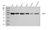 Anti-C19orf61/SMG9 Antibody Picoband® Boster Bio