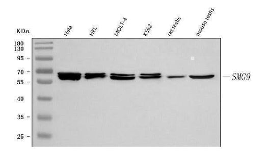 Anti-C19orf61/SMG9 Antibody Picoband® Boster Bio