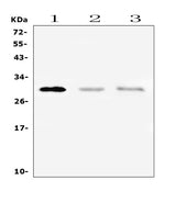 Anti-PTCRA Antibody Picoband® Boster Bio