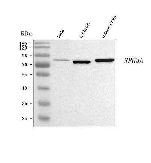Anti-RPH3A Antibody Picoband® Boster Bio