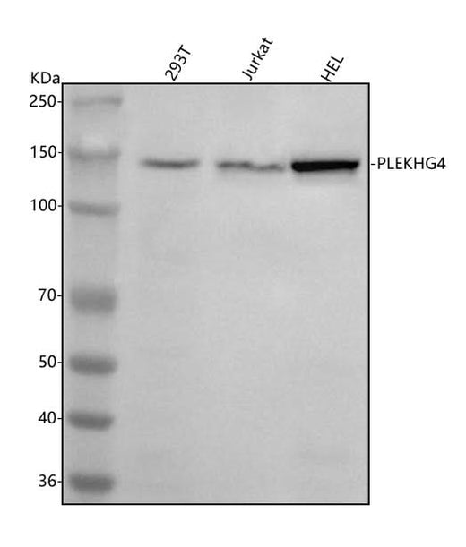 Anti-PLEKHG4 Antibody Picoband® Boster Bio