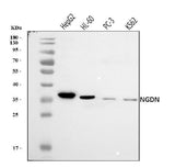 Anti-NGDN Antibody Picoband® Boster Bio