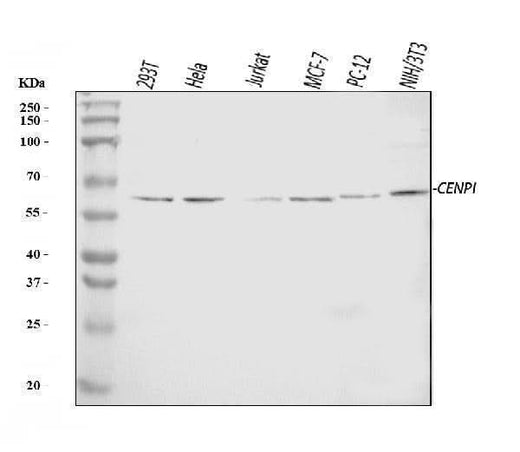 Anti-CENPI Antibody Picoband® Boster Bio