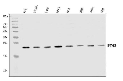 Anti-IFT43 Antibody Picoband® Boster Bio