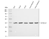Anti-SPACA3 Antibody Picoband® Boster Bio