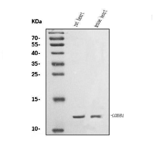 Anti-COX6B1 Antibody Picoband® Boster Bio