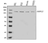 Anti-IMPG2 Antibody Picoband® Boster Bio