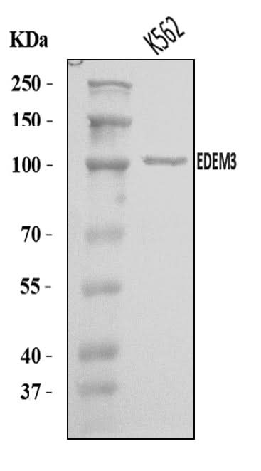 Anti-EDEM3 Antibody Picoband® Boster Bio