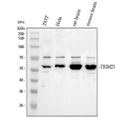 Anti-TRIM23 Antibody Picoband® Boster Bio