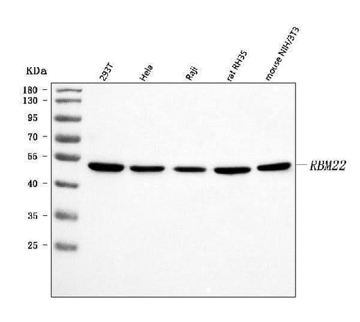 Anti-RBM22 Antibody Picoband® Boster Bio
