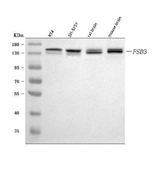 Anti-PSD3 Antibody Picoband® Boster Bio