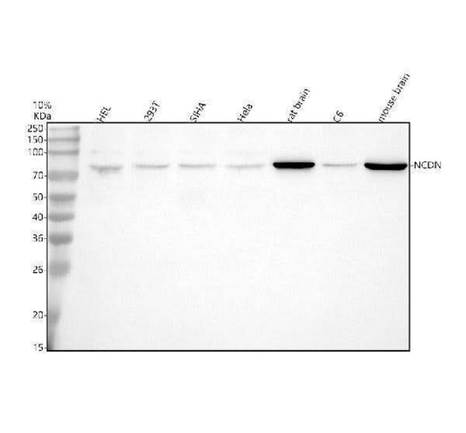 Anti-NCDN Antibody Picoband® Boster Bio