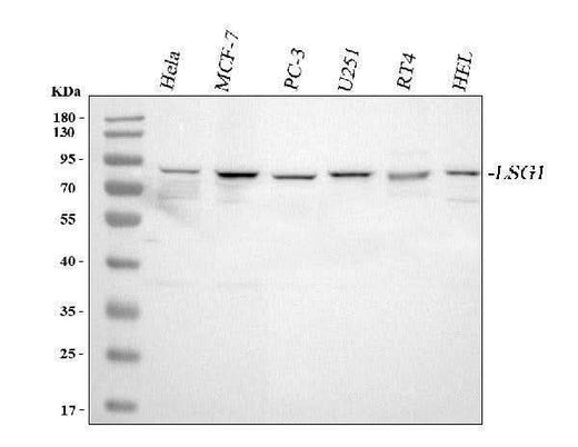 Anti-LSG1 Antibody Picoband® Boster Bio