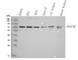 Anti-MGAT4B Antibody Picoband® Boster Bio