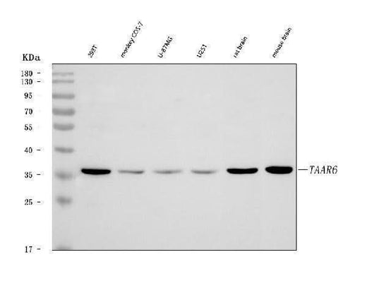Anti-TAAR6 Antibody Picoband® Boster Bio