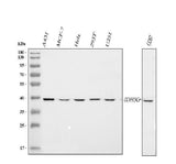 Anti-IDH3G Antibody Picoband® Boster Bio