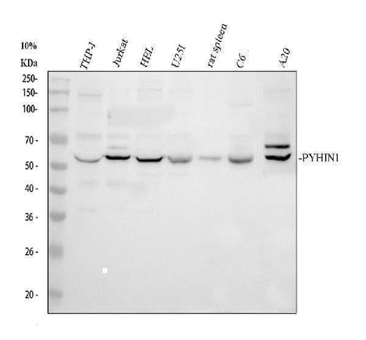 Anti-PYHIN1 Antibody Picoband® Boster Bio