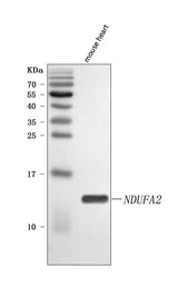 Anti-NDUFA2 Antibody Picoband® Boster Bio