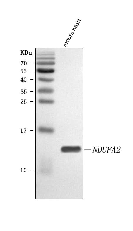 Anti-NDUFA2 Antibody Picoband® Boster Bio