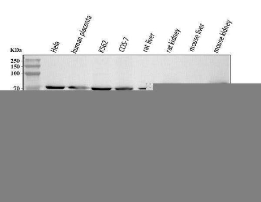 Anti-ATP6V1A Antibody Picoband® Boster Bio