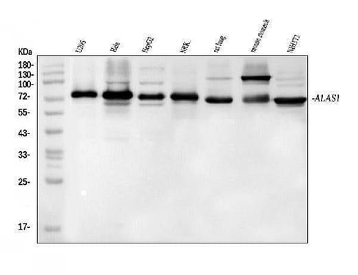 Anti-Alas1 Antibody Picoband® Boster Bio
