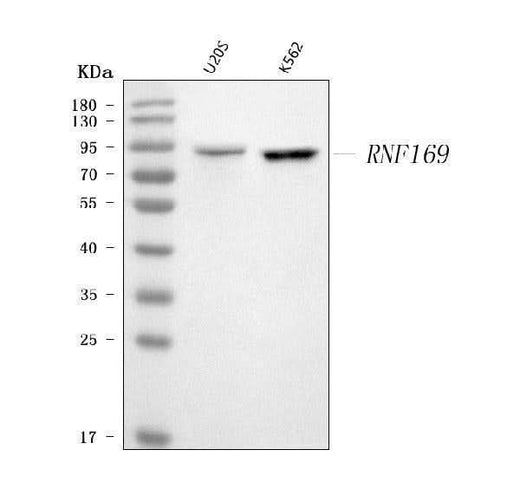 Anti-RNF169 Antibody Picoband® Boster Bio
