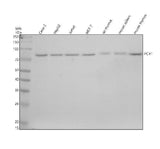 Anti-PCIF1 Antibody Picoband® Boster Bio