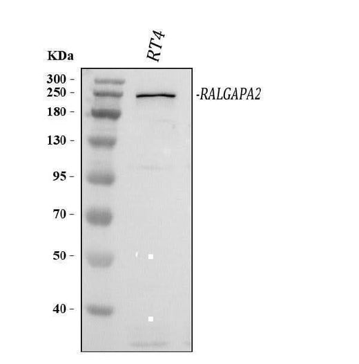 Anti-C20orf74/RALGAPA2 Antibody Picoband® Boster Bio