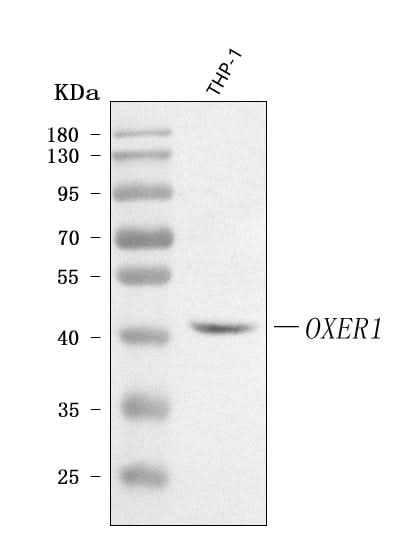 Anti-OXER1 Antibody Picoband® Boster Bio