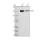 Anti-DHX38 Antibody Picoband® Boster Bio