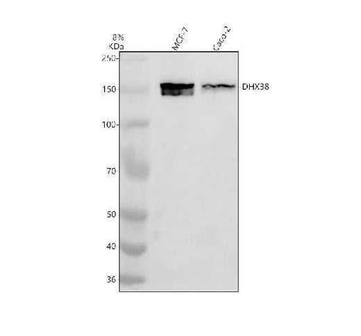 Anti-DHX38 Antibody Picoband® Boster Bio