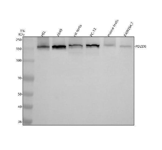 Anti-PDZD8 Antibody Picoband® Boster Bio