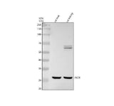 Anti-PECR Antibody Picoband® Boster Bio