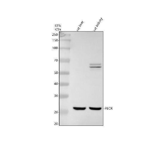 Anti-PECR Antibody Picoband® Boster Bio
