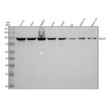 Anti-DDX27 Antibody Picoband® Boster Bio