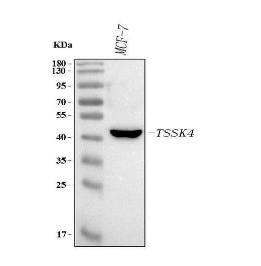 Anti-TSSK4 Antibody Picoband® Boster Bio