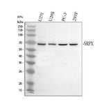 Anti-SRPX Antibody Picoband® Boster Bio