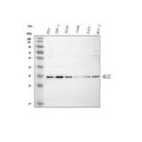Anti-Malectin/MLEC Antibody Picoband® Boster Bio