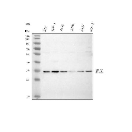 Anti-Malectin/MLEC Antibody Picoband® Boster Bio