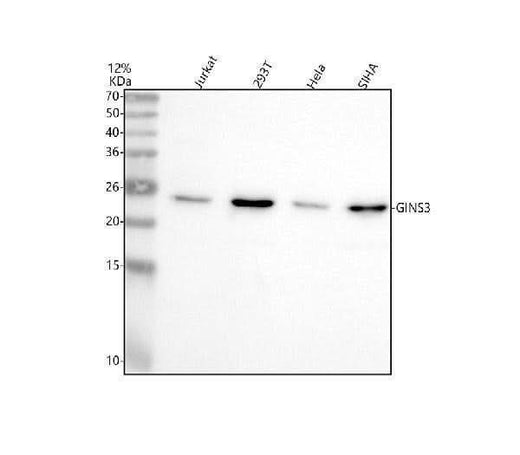 Anti-GINS3 Antibody Picoband® Boster Bio