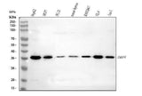 Anti-IMP4 Antibody Picoband® Boster Bio